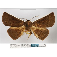 /filer/webapps/moths/media/images/A/albifascia_Eublemma_AM_NHMUK.jpg