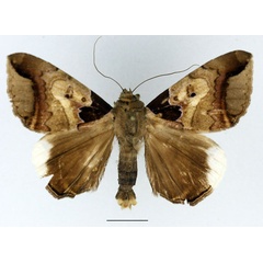 /filer/webapps/moths/media/images/I/indicabilis_Achaea_AM_Basquin.jpg