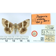 /filer/webapps/moths/media/images/O/orbata_Dysgonia_AT_BMNH.jpg