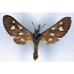 /filer/webapps/moths/media/images/E/endoxantha_Anapisa_HT_BMNH_02.jpg