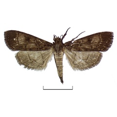 /filer/webapps/moths/media/images/S/scotalis_Paracymoriza_HT_BMNH.jpg