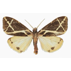 /filer/webapps/moths/media/images/E/ellioti_Seydelia_AM_Basquin.jpg