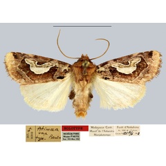 /filer/webapps/moths/media/images/V/vau_Atimaea_HT_MNHN.jpg