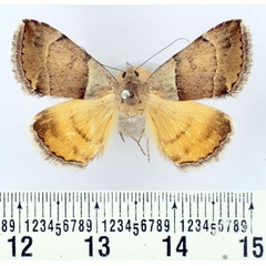 /filer/webapps/moths/media/images/M/moderata_Plecopterodes_AM_BMNH.jpg