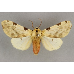 /filer/webapps/moths/media/images/V/vittata_Disparctia_AF_BMNH.jpg