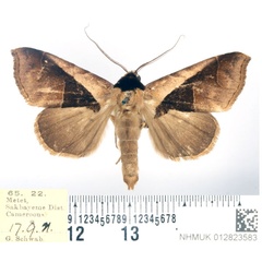 /filer/webapps/moths/media/images/B/biangulata_Anoba_AM_BMNH.jpg