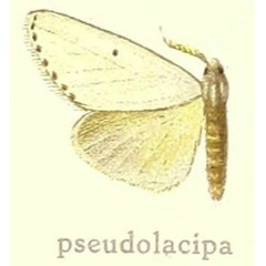 /filer/webapps/moths/media/images/P/pseudolacipa_Laelia_HT_Hering_27g.jpg