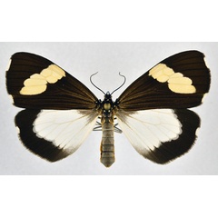 /filer/webapps/moths/media/images/A/apicalis_Podomachla_AF_NHMO.jpg