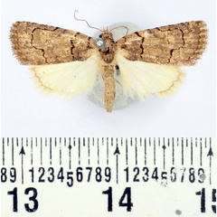 /filer/webapps/moths/media/images/C/camptogramma_Authadistis_AF_BMNH.jpg