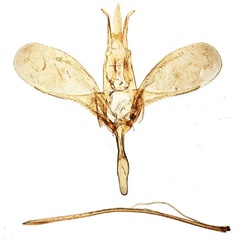 /filer/webapps/moths/media/images/P/puncticornis_Yponomeuta_GM_BMNH_33638.jpg