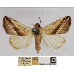 /filer/webapps/moths/media/images/R/ragusana_Eublemma_AF_NHMUK.jpg