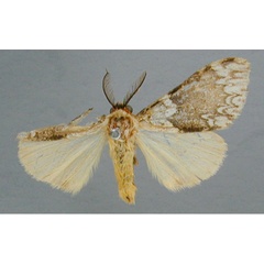 /filer/webapps/moths/media/images/X/xuthomene_Aclonophlebia_A_RMCA.jpg