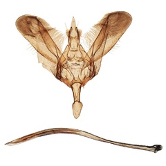 /filer/webapps/moths/media/images/G/griseomacula_Yponomeuta_GMPT_BMNH_33634.jpg