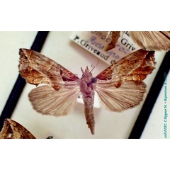 /filer/webapps/moths/media/images/I/ionochrota_Plusiodonta_A_PZBT_02.jpg