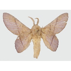 /filer/webapps/moths/media/images/L/lila_Sonitha_PT_RMCA.jpg