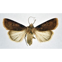 /filer/webapps/moths/media/images/L/longidentifera_Agrotis_AF_NHMO.jpg