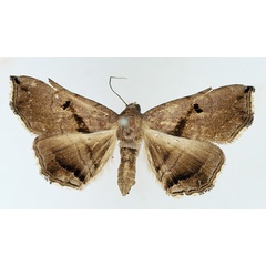 /filer/webapps/moths/media/images/Z/zethesia_Trichopalpina_AF_TMSA_02.jpg
