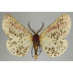 /filer/webapps/moths/media/images/R/roseovittata_Rhodophthitus_AM_ZSMb.jpg