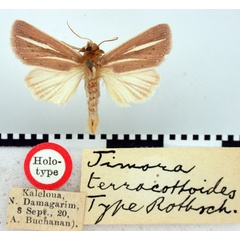/filer/webapps/moths/media/images/T/terracottoides_Timora_HT_BMNH.jpg