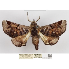 /filer/webapps/moths/media/images/O/occidentalis_Eutelia_AM_NHMUK_02.jpg