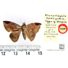 /filer/webapps/moths/media/images/C/conisema_Mecodopsis_HT_BMNH.jpg