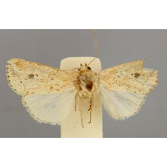 /filer/webapps/moths/media/images/A/atrimacula_Leucania_A_RMCA.jpg