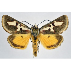 /filer/webapps/moths/media/images/B/bettsi_Aegoceropsis_AM_NHMO.jpg