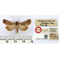/filer/webapps/moths/media/images/O/oeneus_Cladocerotis_AT_BMNH.jpg
