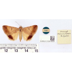 /filer/webapps/moths/media/images/A/alypophanes_Remigia_HT_BMNH.jpg