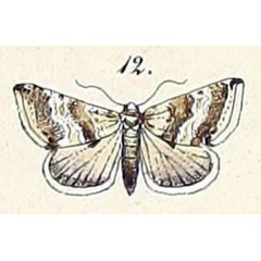 /filer/webapps/moths/media/images/P/pennula_Thalpochares_HT_Felder_1875_108-12.jpg