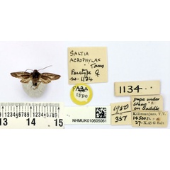 /filer/webapps/moths/media/images/A/acrophylax_Saltia_PT_BMNH.jpg