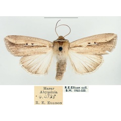 /filer/webapps/moths/media/images/P/pseudotacuna_Mythimna_AM_BMNH.jpg