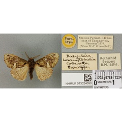 /filer/webapps/moths/media/images/H/hexamitobalia_Dasychira_PTM_BMNH_01a.jpg