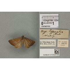 /filer/webapps/moths/media/images/L/lyperalis_Hypena_PLT_BMNH_02a.jpg