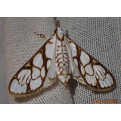 /filer/webapps/moths/media/images/C/cygnalis_Cirrhochrista_A_Bippus.jpg