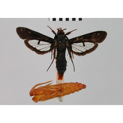/filer/webapps/moths/media/images/M/mesothyris_Paranthrene_STF_BMNH.jpg