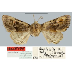 /filer/webapps/moths/media/images/P/pinoni_Euplexia_HT_MNHN.jpg
