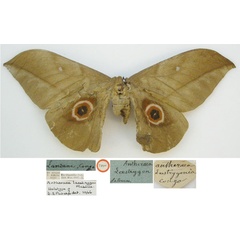 /filer/webapps/moths/media/images/L/laestrygon_ANtheraea_HT_NHMUKa.jpg