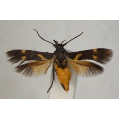 /filer/webapps/moths/media/images/L/lunifera_Eretmocera_A_BMNH.jpg