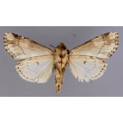 /filer/webapps/moths/media/images/V/variegata_Phoperigea_A_RMCA_02.jpg