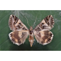 /filer/webapps/moths/media/images/V/vermiculosa_Cerocala_A_Butler_01.jpg