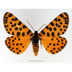 /filer/webapps/moths/media/images/L/lepida_Zerenopsis_AF_TMSA.jpg