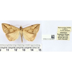 /filer/webapps/moths/media/images/A/agonia_Parachalciope_AM_BMNH.jpg