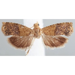 /filer/webapps/moths/media/images/N/nigeriana_Eucosmocydia_PTF_USNM.jpg