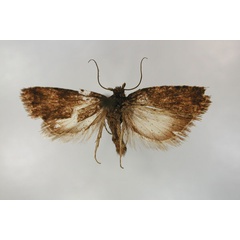 /filer/webapps/moths/media/images/N/nephelopsycha_Endothenia_LT_RMCA_01.jpg