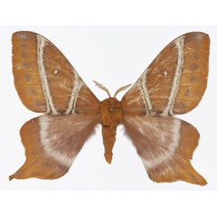 /filer/webapps/moths/media/images/Z/zambiensis_Urota_AM_Basquin.jpg