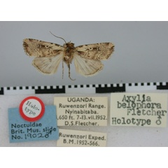 /filer/webapps/moths/media/images/B/belophora_Axylia_HT_BMNH.jpg