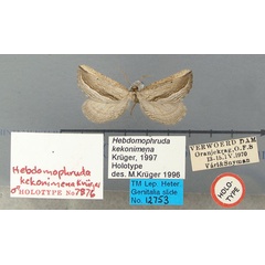/filer/webapps/moths/media/images/K/kekonimena_Hebdomophruda_HT_TMSA.jpg
