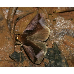 /filer/webapps/moths/media/images/O/orthogona_Euminucia_A_Jorpeland.jpg