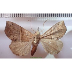 /filer/webapps/moths/media/images/S/sagittula_Zethes_A_Bippus_01.jpg